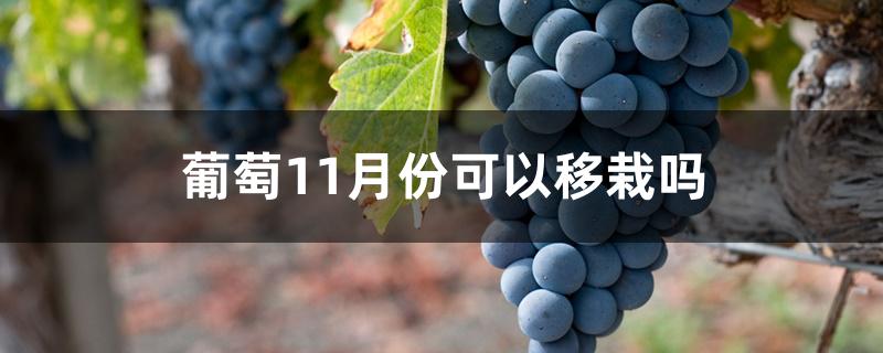 葡萄11月份可以移栽吗