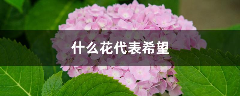 什么花代表希望