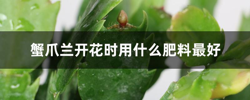 蟹爪兰开花时用什么肥料最好