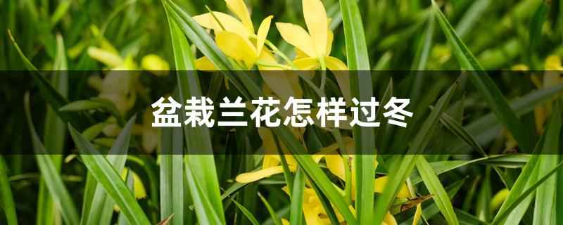 盆栽兰花怎样过冬