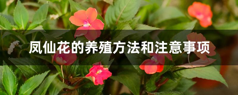 凤仙花的养殖方法和注意事项