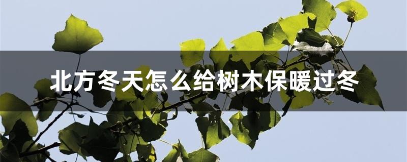 北方冬天怎么给树木保暖过冬