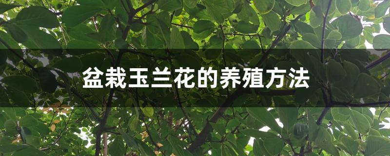 盆栽玉兰花的养殖方法