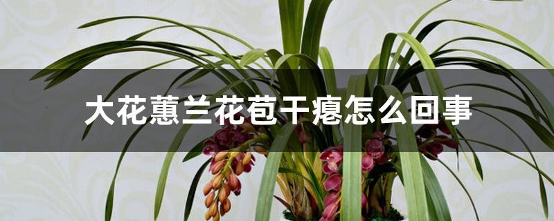 大花蕙兰花苞干瘪怎么回事