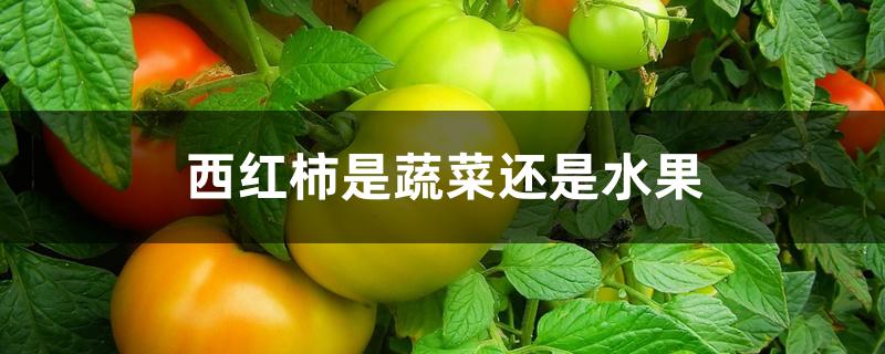 西红柿是蔬菜还是水果