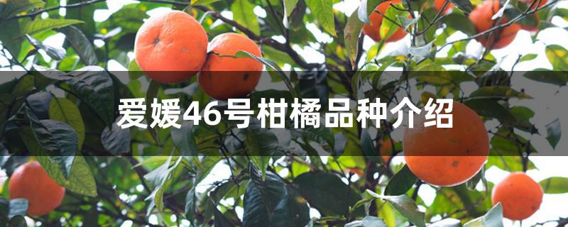 爱媛46号柑橘品种介绍