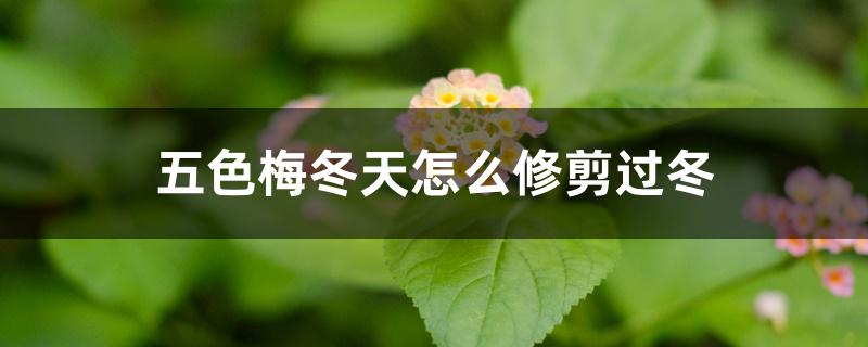 五色梅冬天怎么修剪过冬
