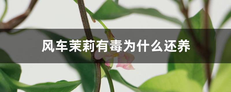 风车茉莉有毒为什么还养