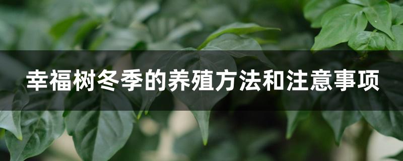 幸福树冬季的养殖方法和注意事项