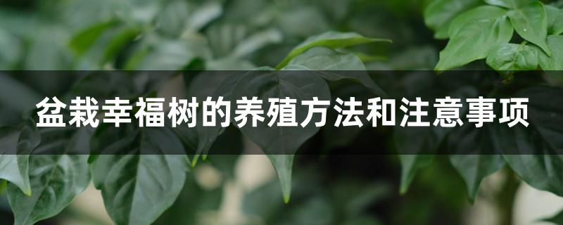 盆栽幸福树的养殖方法和注意事项