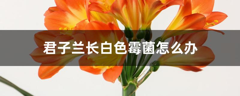 君子兰长白色霉菌怎么办