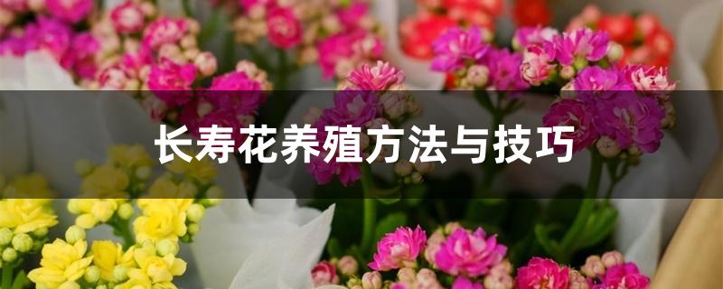 长寿花养殖方法与技巧