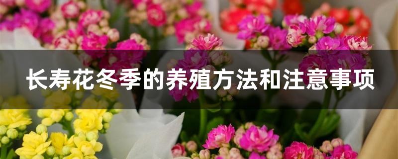 长寿花冬季的养殖方法和注意事项