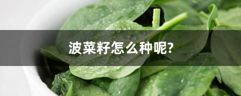 波菜籽怎么种呢?