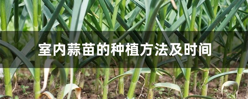 室内蒜苗的种植方法及时间