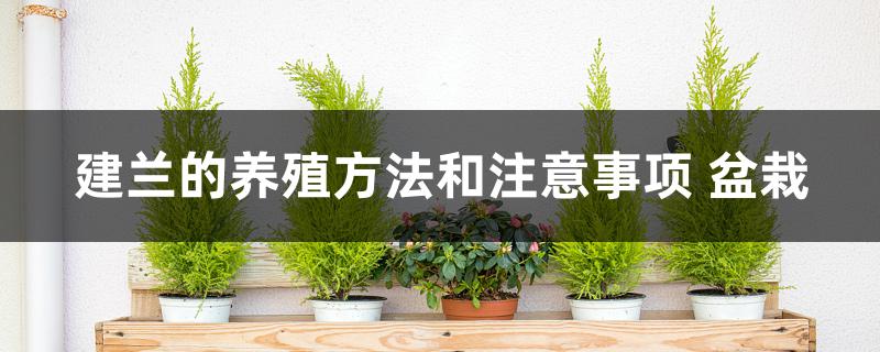 建兰的养殖方法和注意事项 盆栽