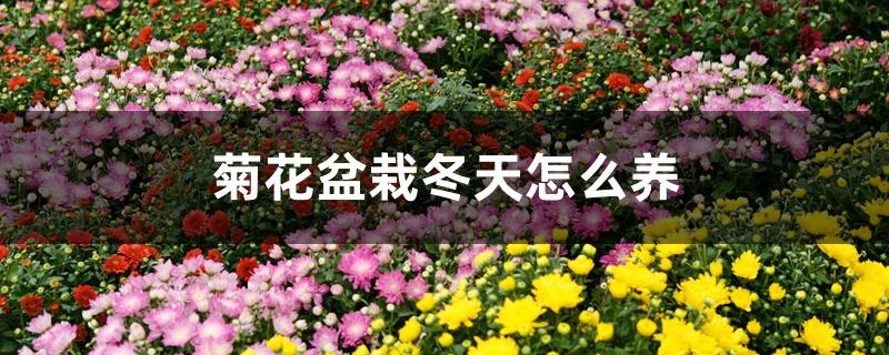 菊花盆栽冬天怎么养