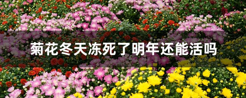 菊花冬天冻死了明年还能活吗