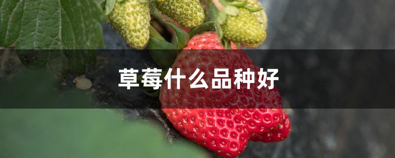 草莓什么品种好