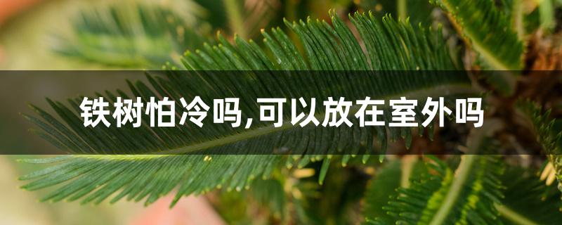 铁树怕冷吗,可以放在室外吗