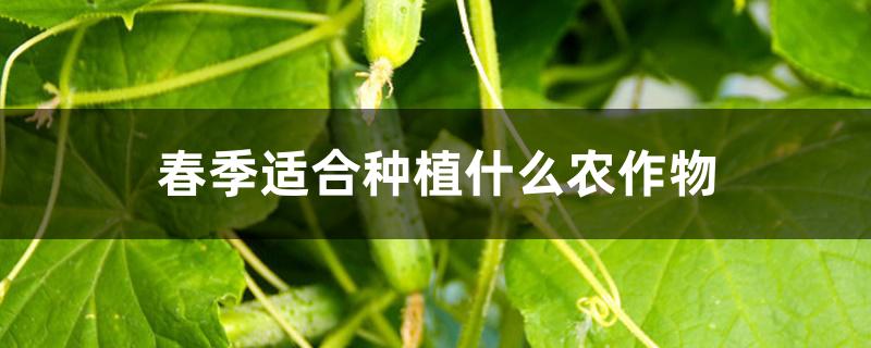 春季适合种植什么农作物