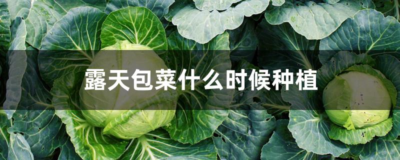 露天包菜什么时候种植