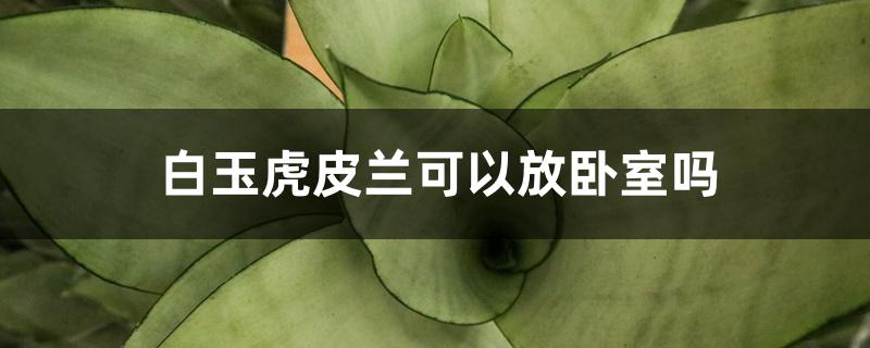 白玉虎皮兰可以放卧室吗