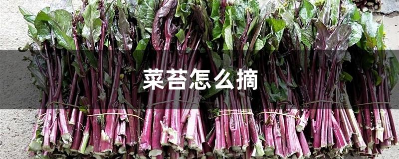 菜苔怎么摘