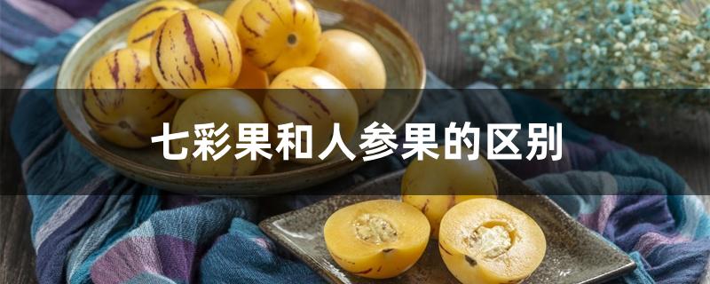 七彩果和人参果的区别