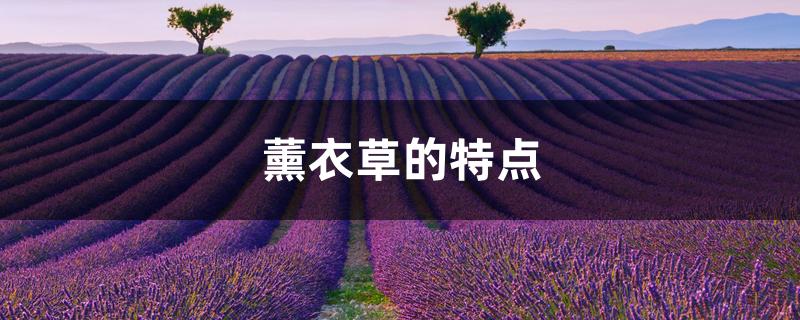 薰衣草的特点