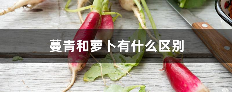 蔓青和萝卜有什么区别