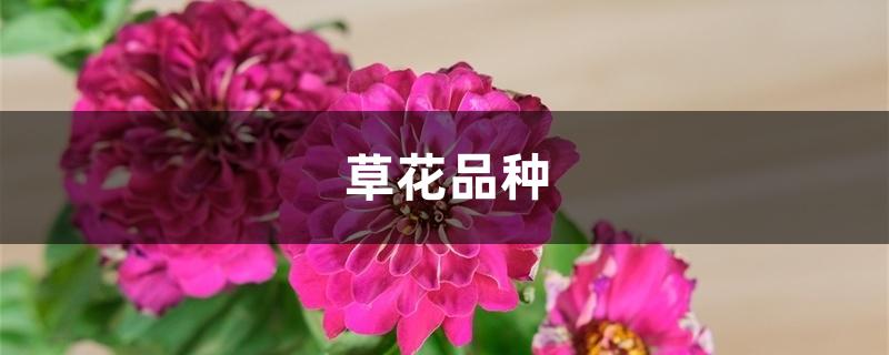 草花品种