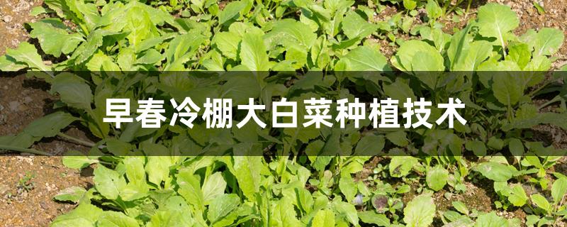 早春冷棚大白菜种植技术