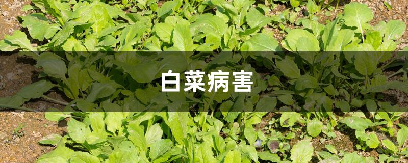 白菜病害 白菜病害