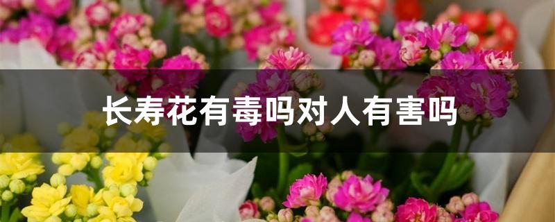 长寿花有毒吗对人有害吗