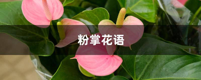 粉掌花语