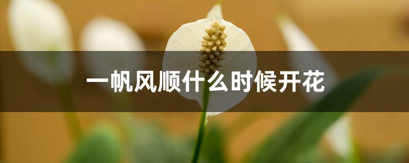 一帆风顺什么时候开花