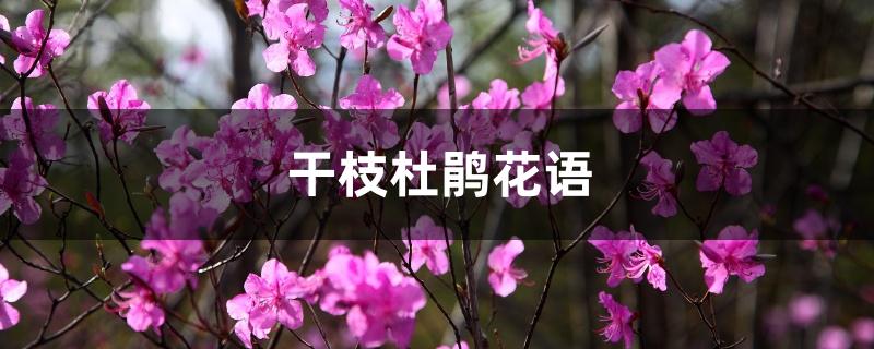 干枝杜鹃花语