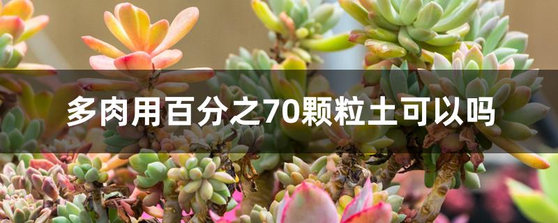 多肉用百分之70颗粒土可以吗