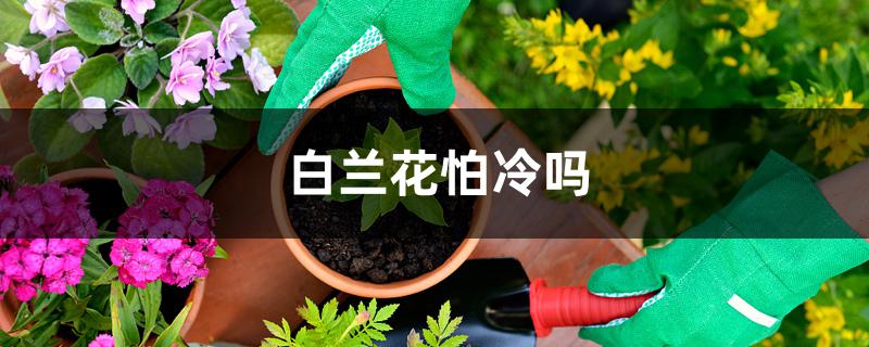 白兰花怕冷吗