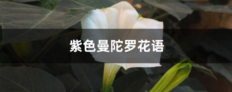 紫色曼陀罗花语