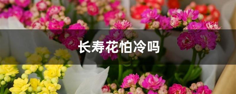 长寿花怕冷吗