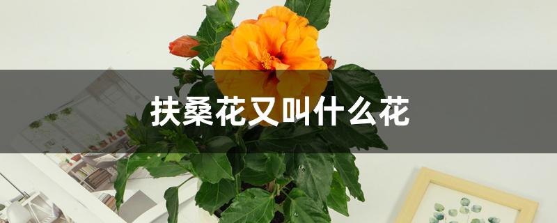 扶桑花又叫什么花