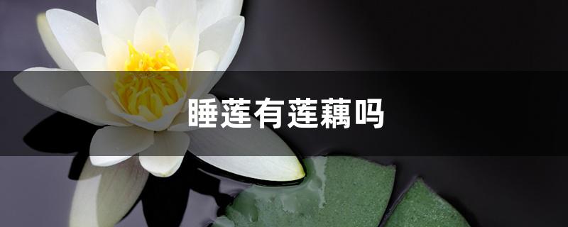 睡莲有莲藕吗