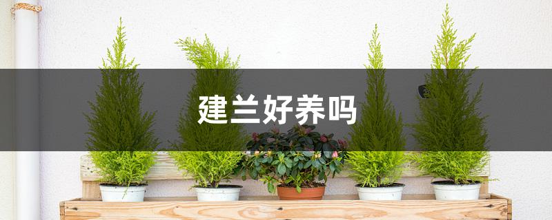 建兰好养吗 建兰好养吗