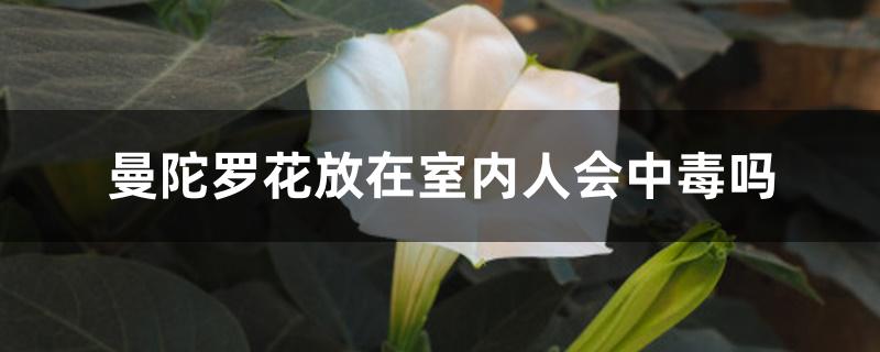 曼陀罗花放在室内人会中毒吗