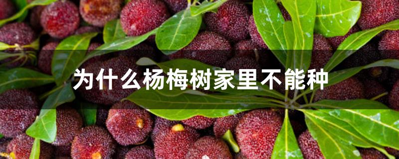 为什么杨梅树家里不能种 为什么杨梅树家里不能种