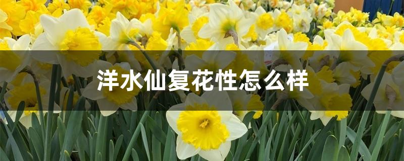 洋水仙复花性怎么样 洋水仙复花性怎么样