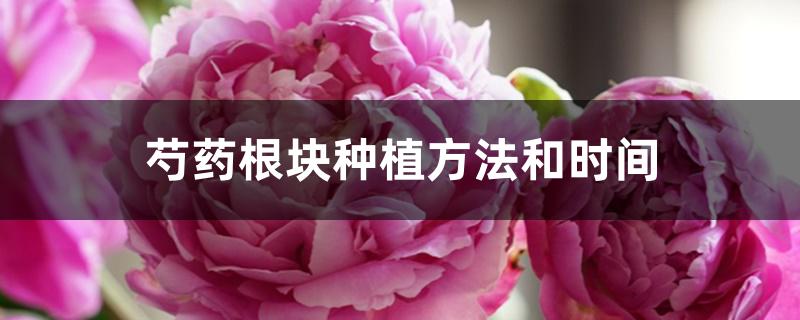 芍药根块种植方法和时间