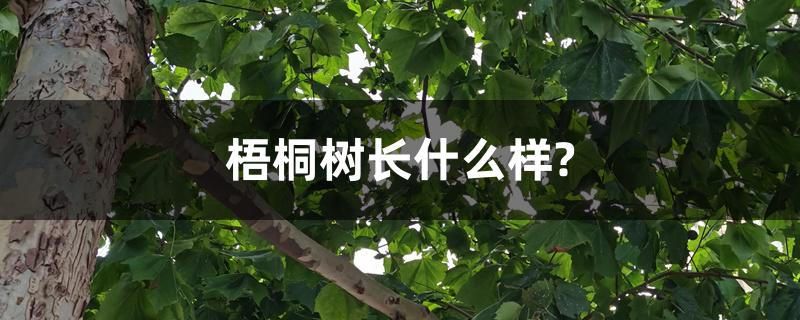 梧桐树长什么样?